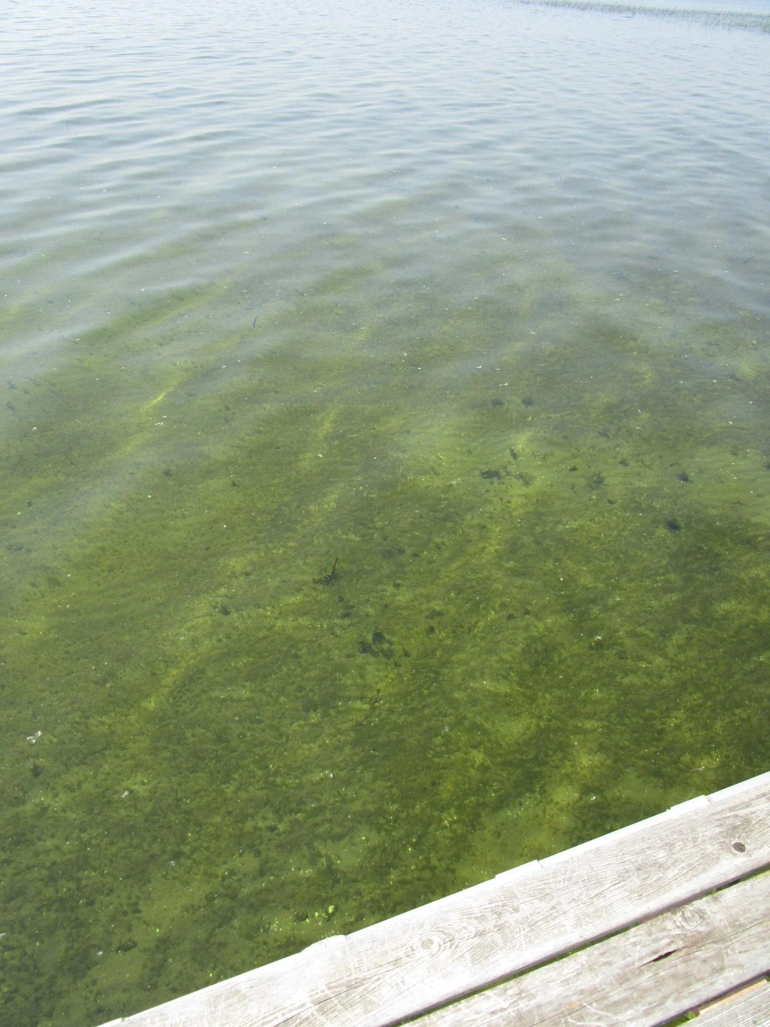 Sandy Bottom.JPG