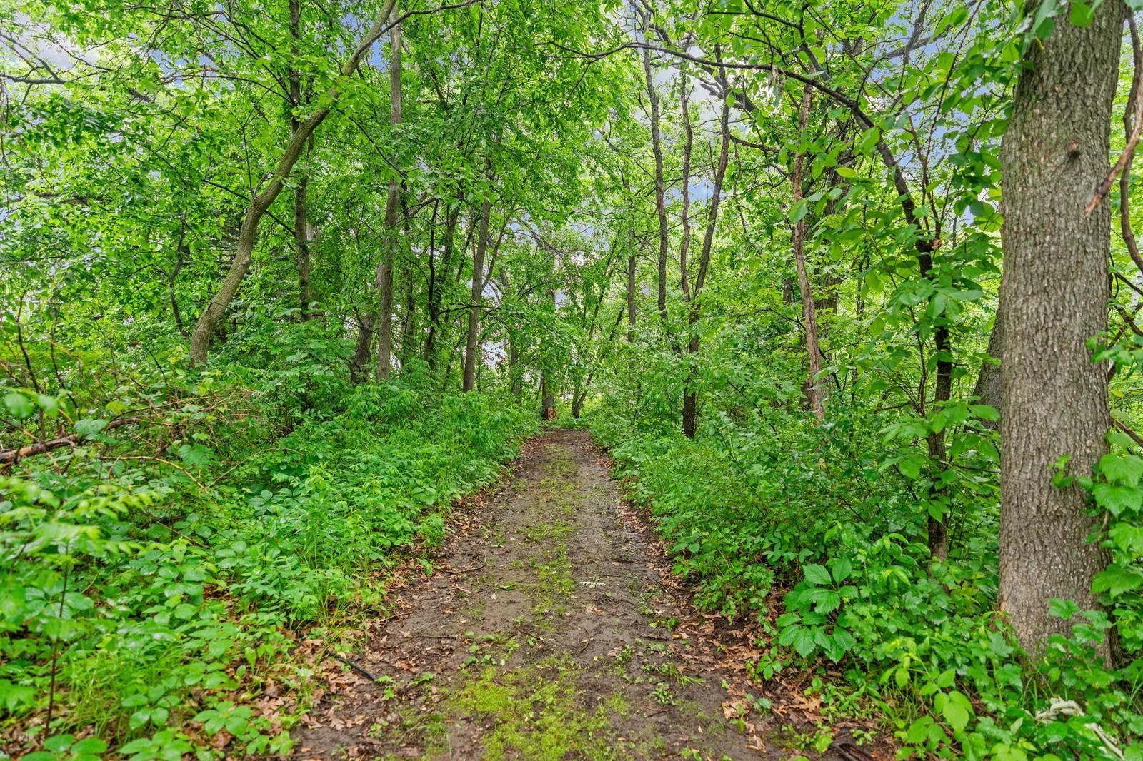 Trail leads to ponds and wetland area.