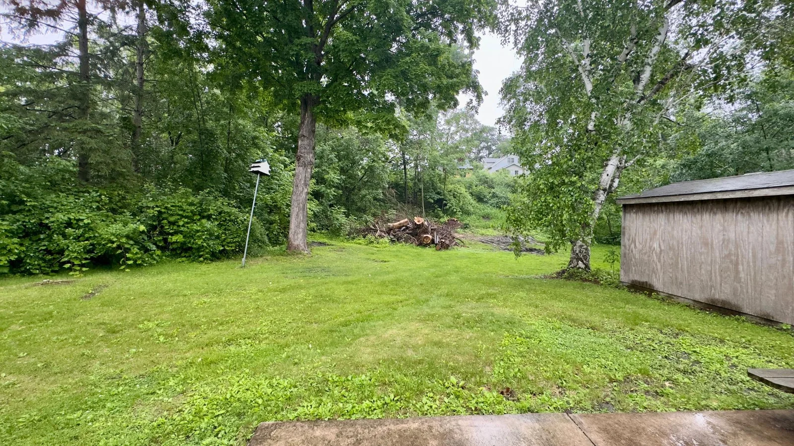 Heavily treed backyard