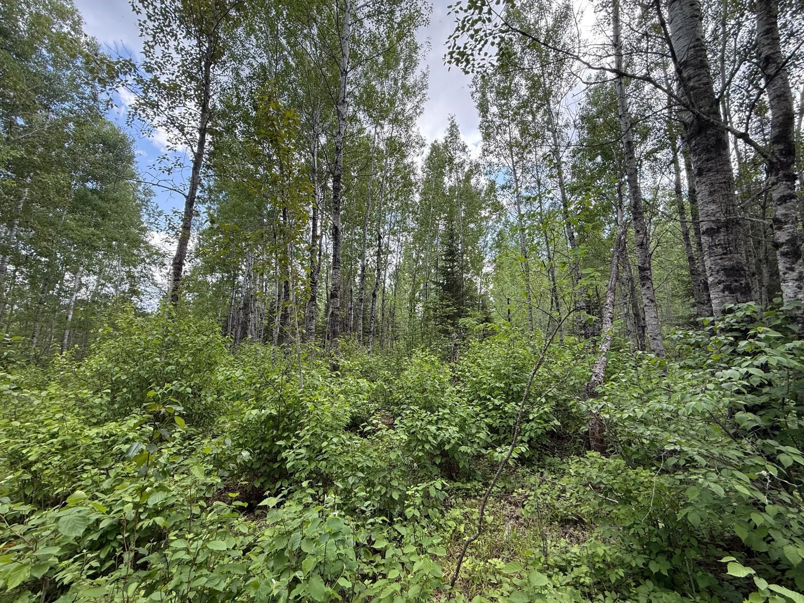 IMG_1319 copy.jpg