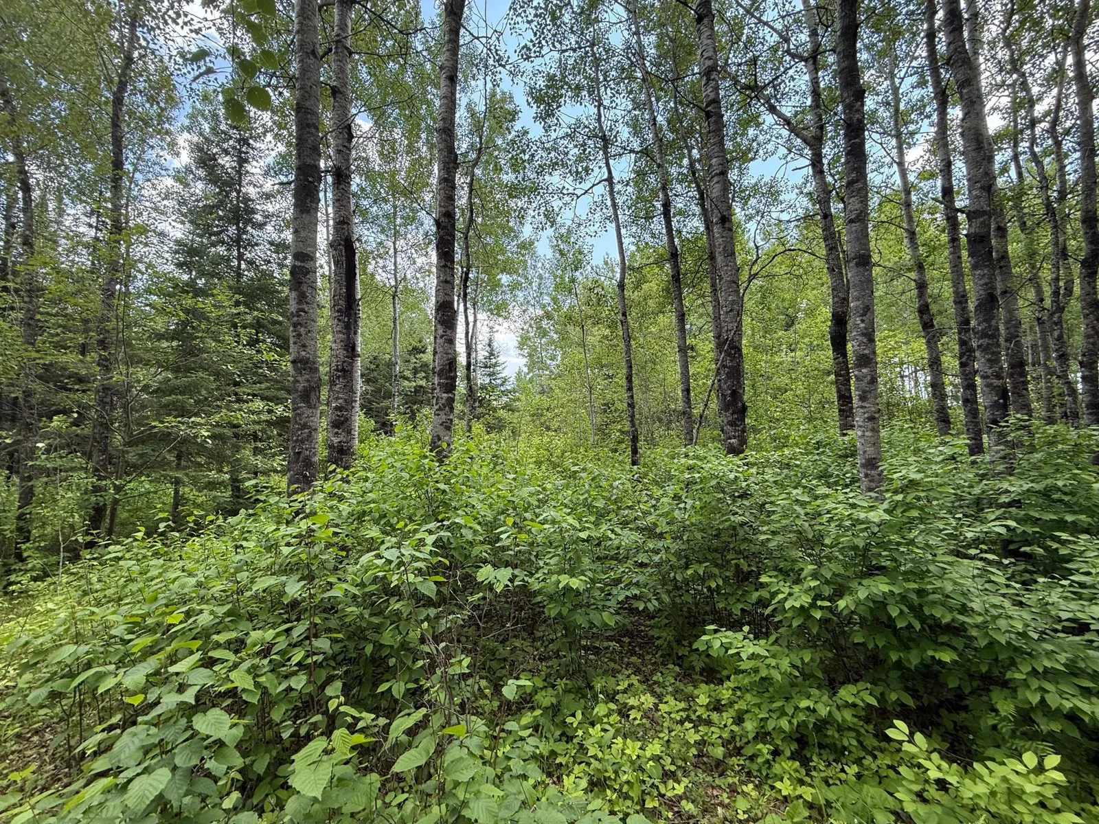 IMG_1330 copy.jpg