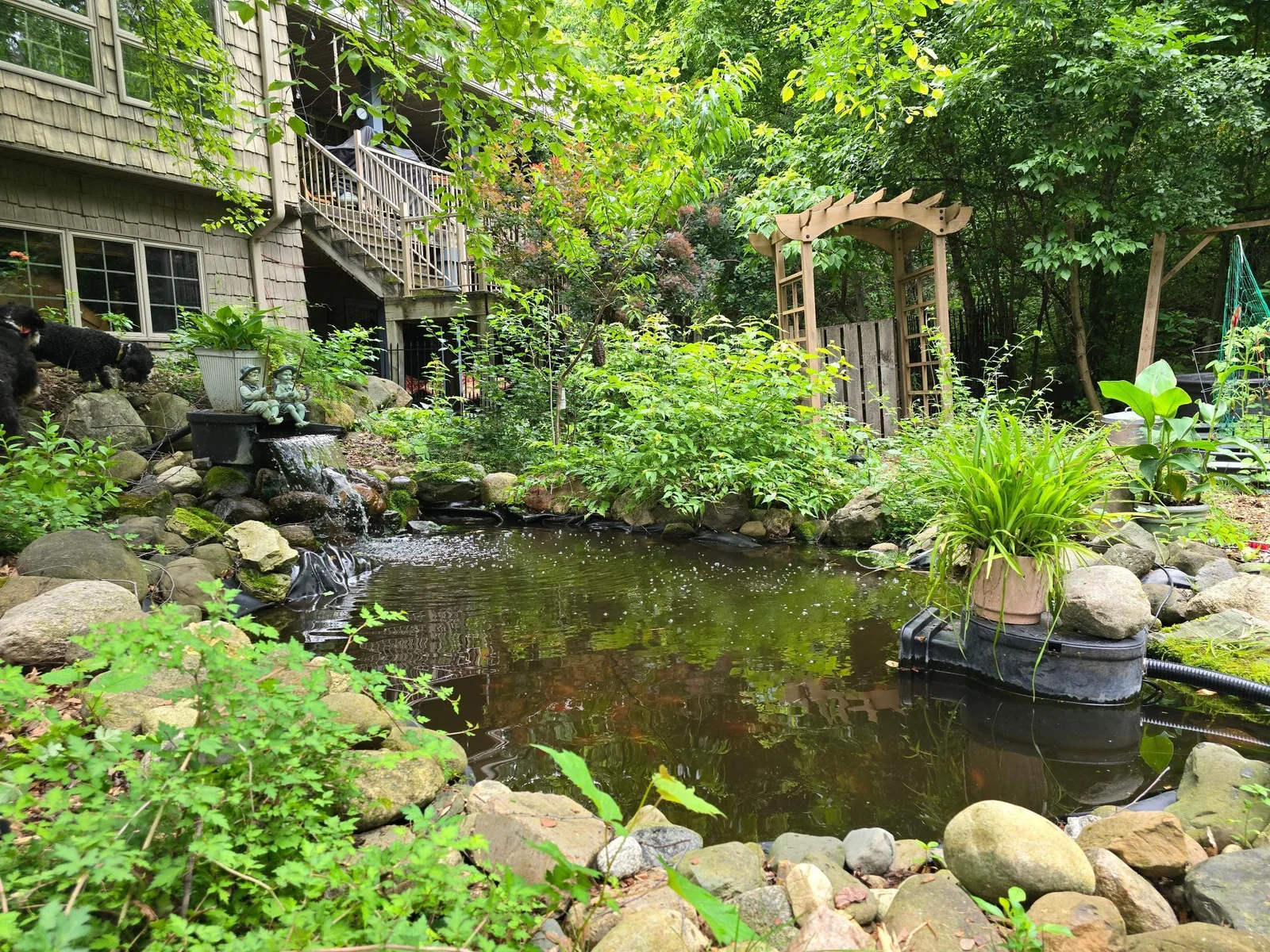 Koi pond in summer with waterfall.