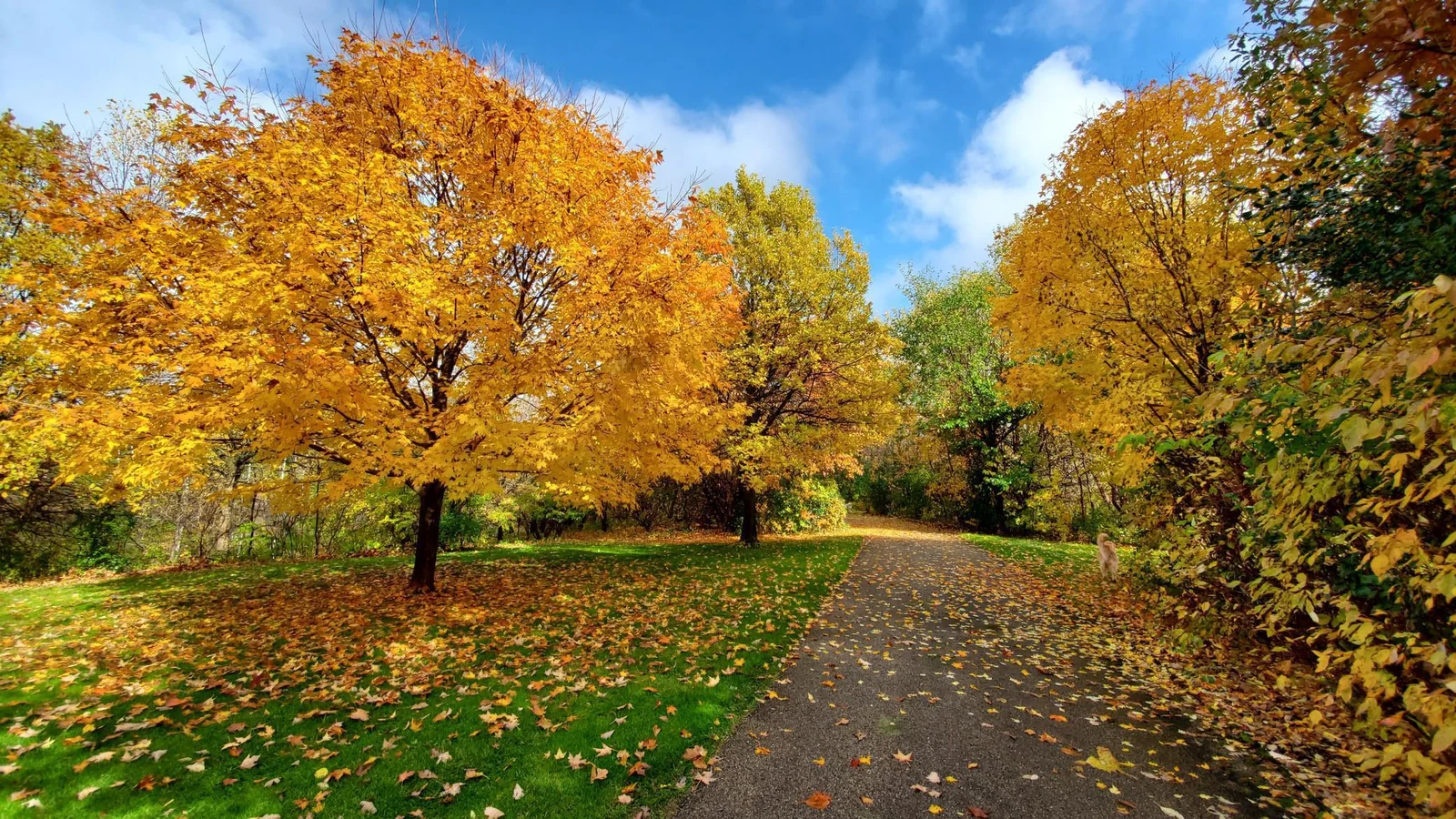View from the street down the driveway in the fall. Note the mixture of lawns, landscaping and mature trees. There are fifteen zones of underground sprinklers managed by a professional grade controller with rain sensor and remote control.