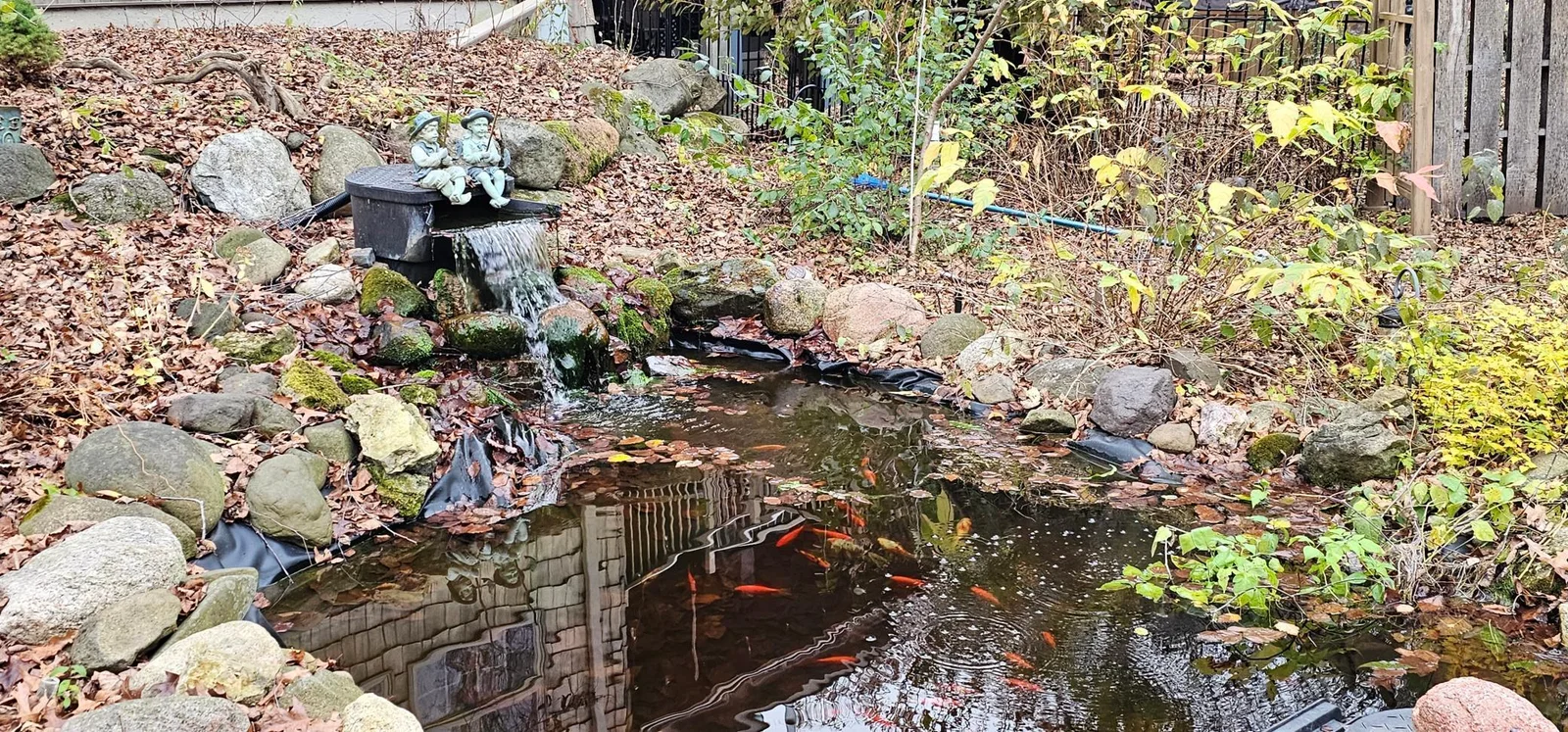 Koo pond with waterfall. A closer look shows the fish.