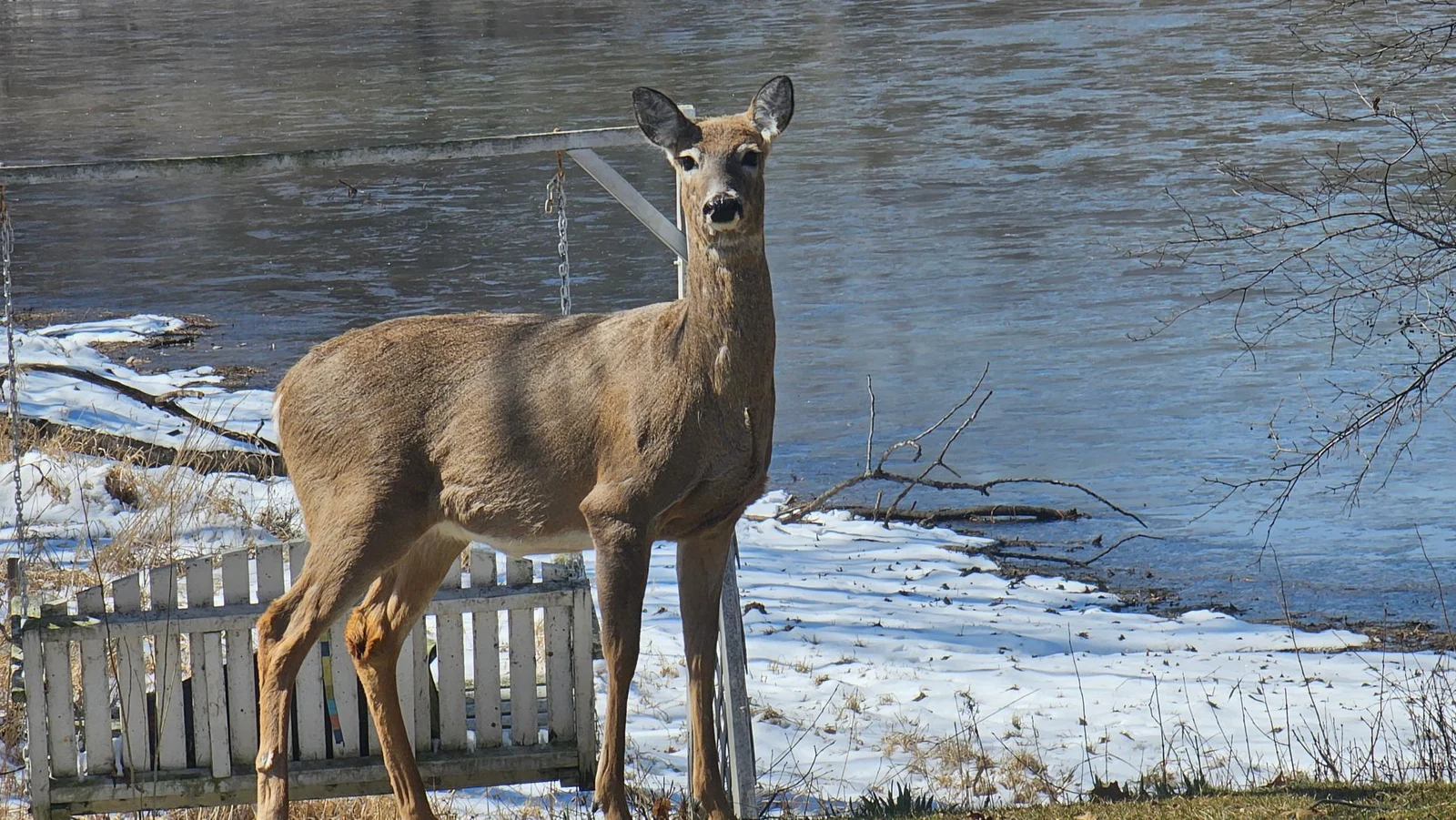 A visitor to the large pond shot from the front entry. With woods, rural setting and close proximity to Lebanon Hills Regional Park.