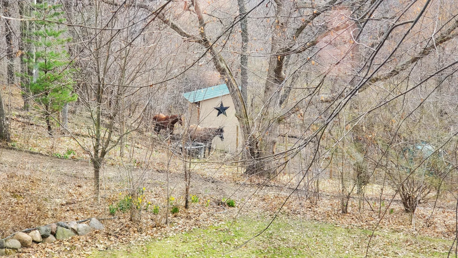 View of the paddock from the back yard. Shown in spring with two horses in residence. Property is 5 minutes from Lebanon Hills Regional Park with miles of wooded horse trails.
