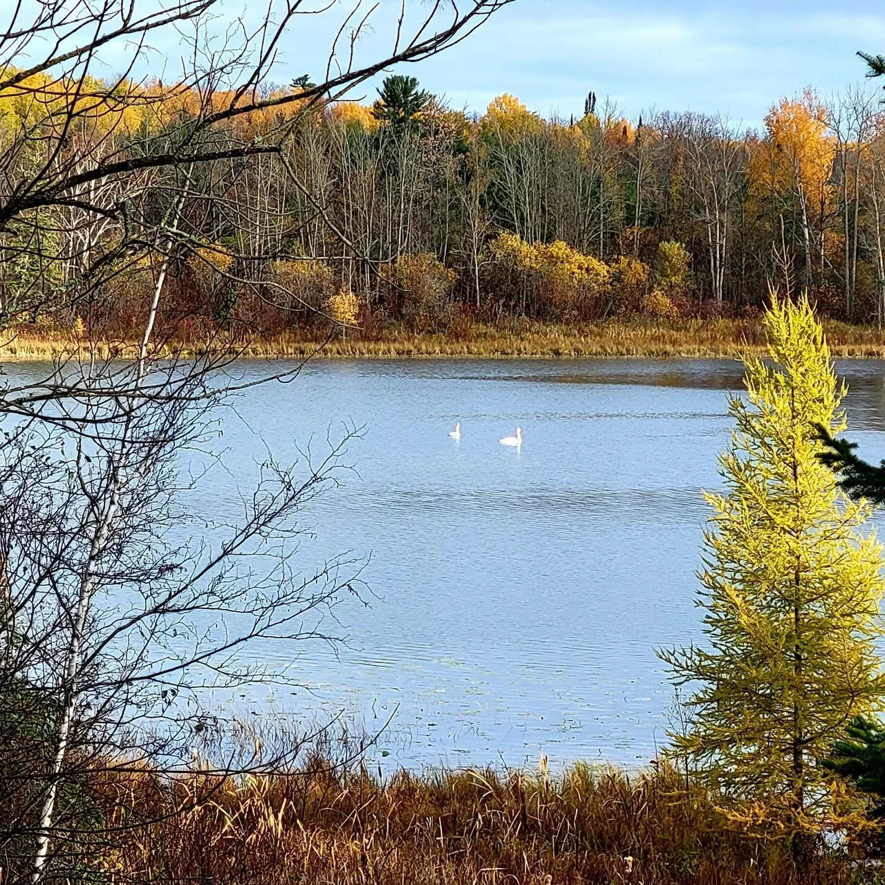 Enjoy the water fowl