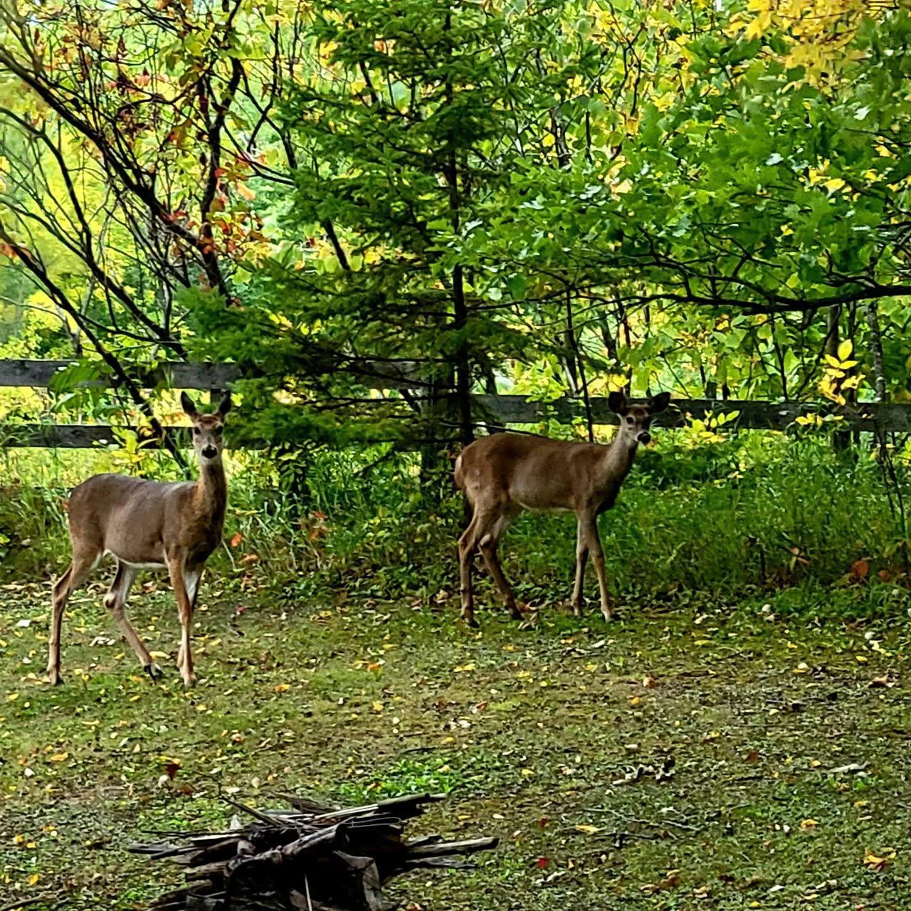 Enjoy the wildlife