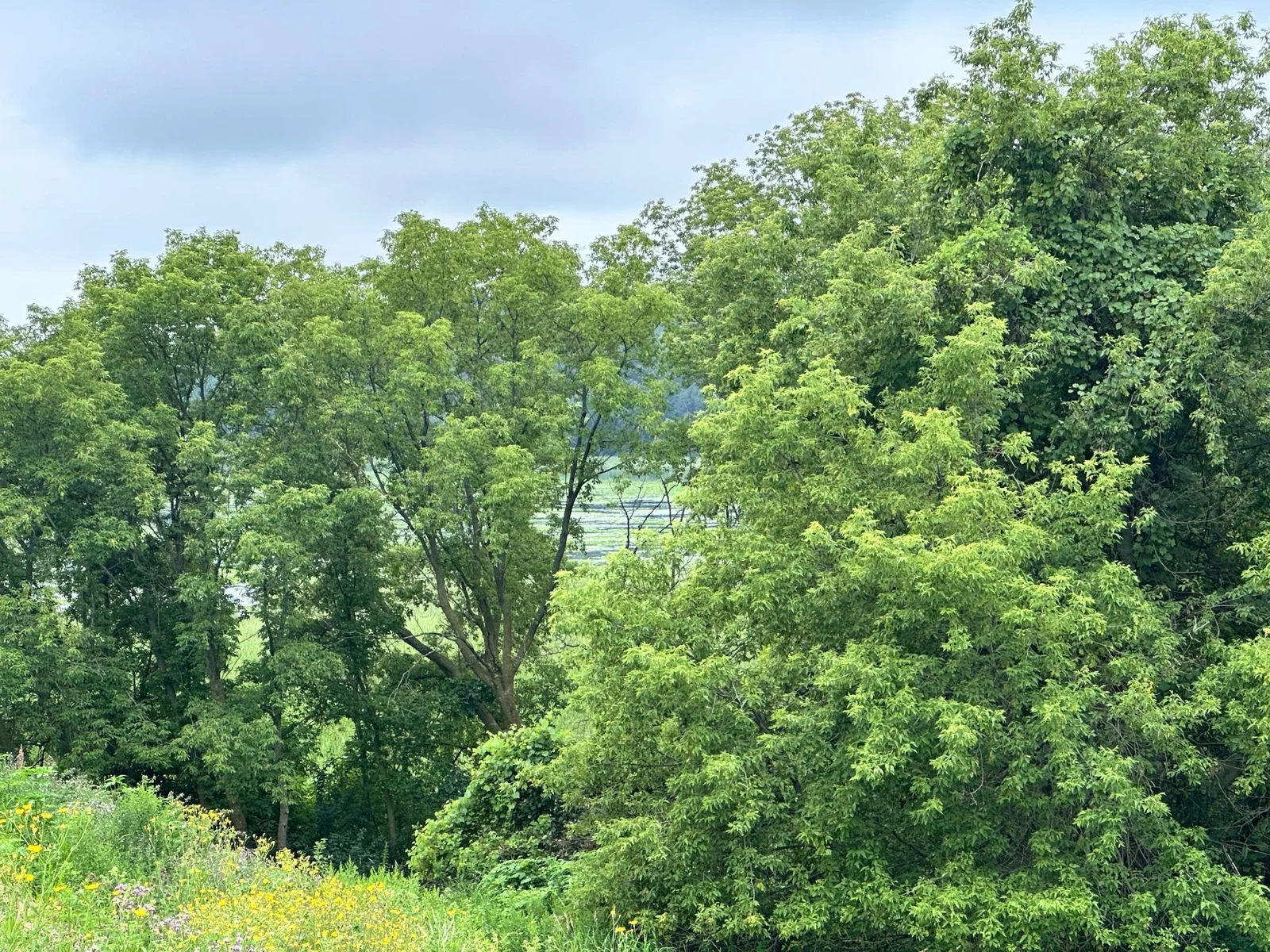 Wooded acreage with Views of Marsh Lake.