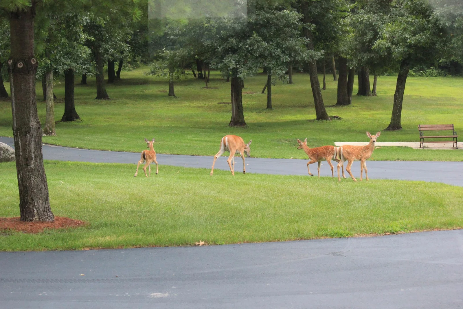 Front Yard Deer