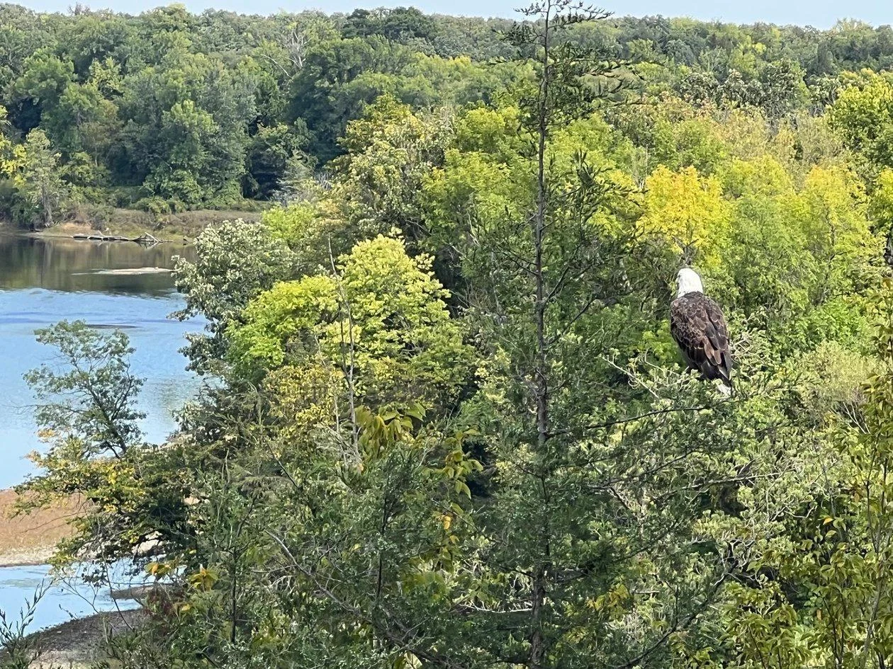 Eagle Over River
