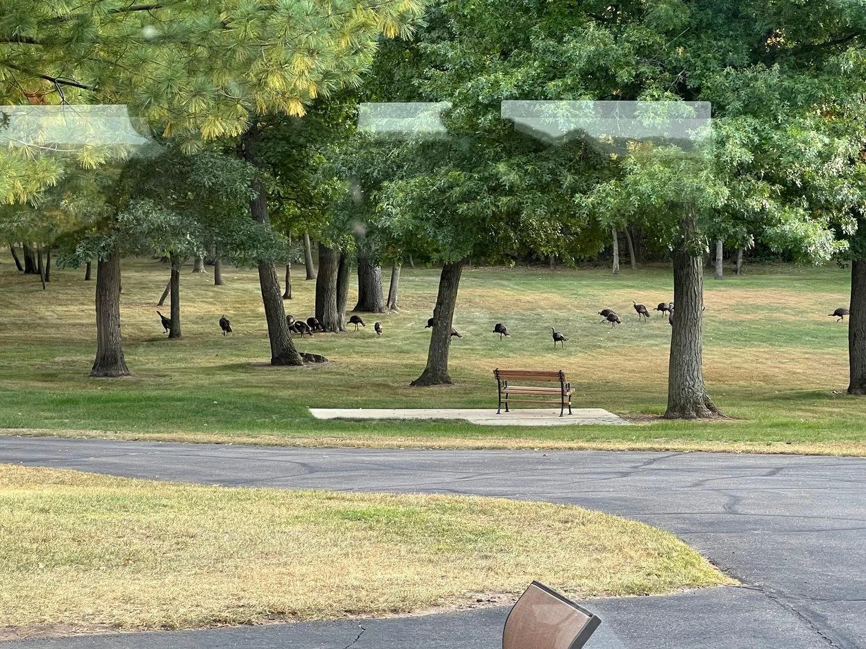 Front Yard Turkeys