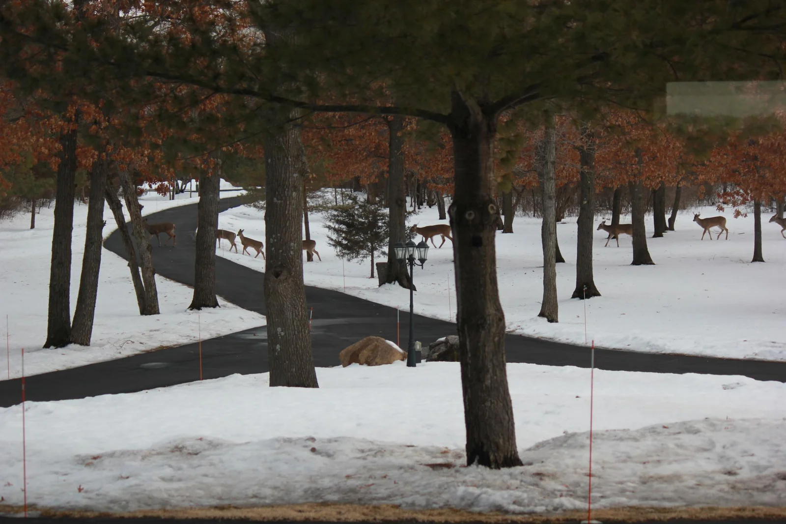 Winter Front Yard