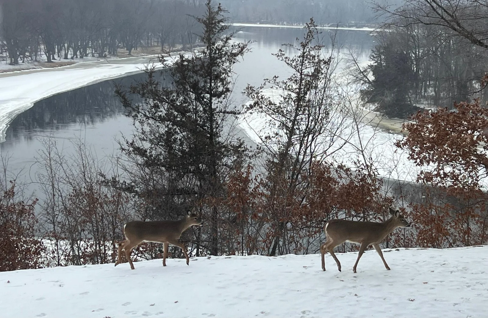 Winter River with Deer