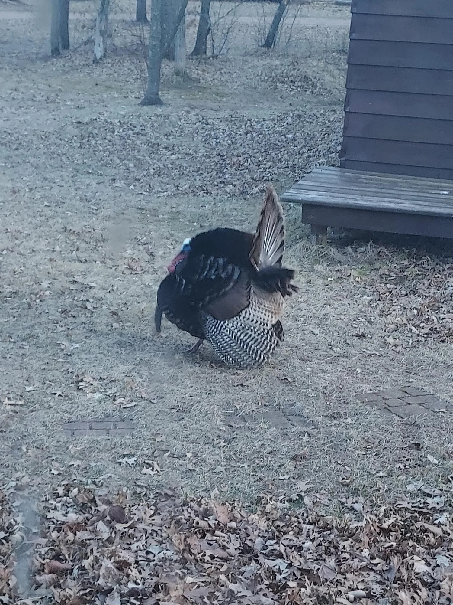 Turkey, Pheasants, Grouse, Duck, Geese and so much more.