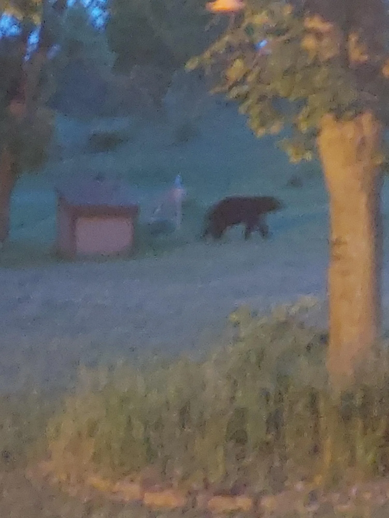 Bear
