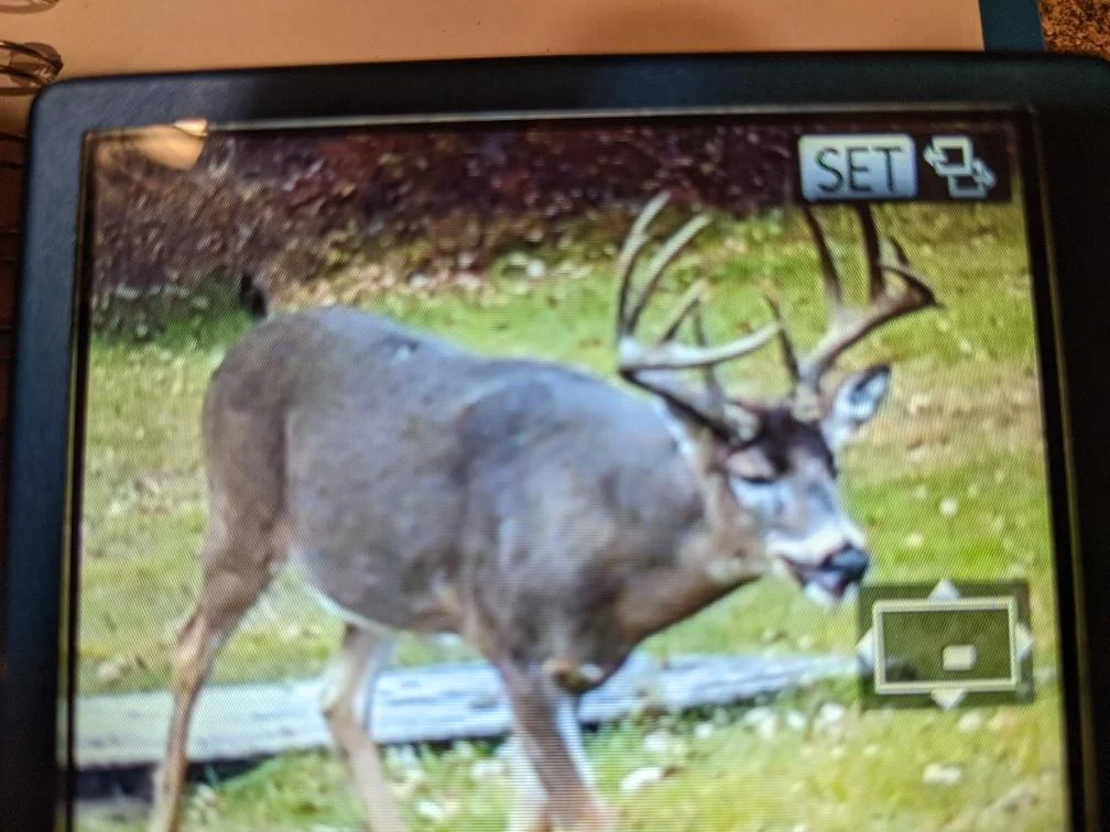 On the trail camera