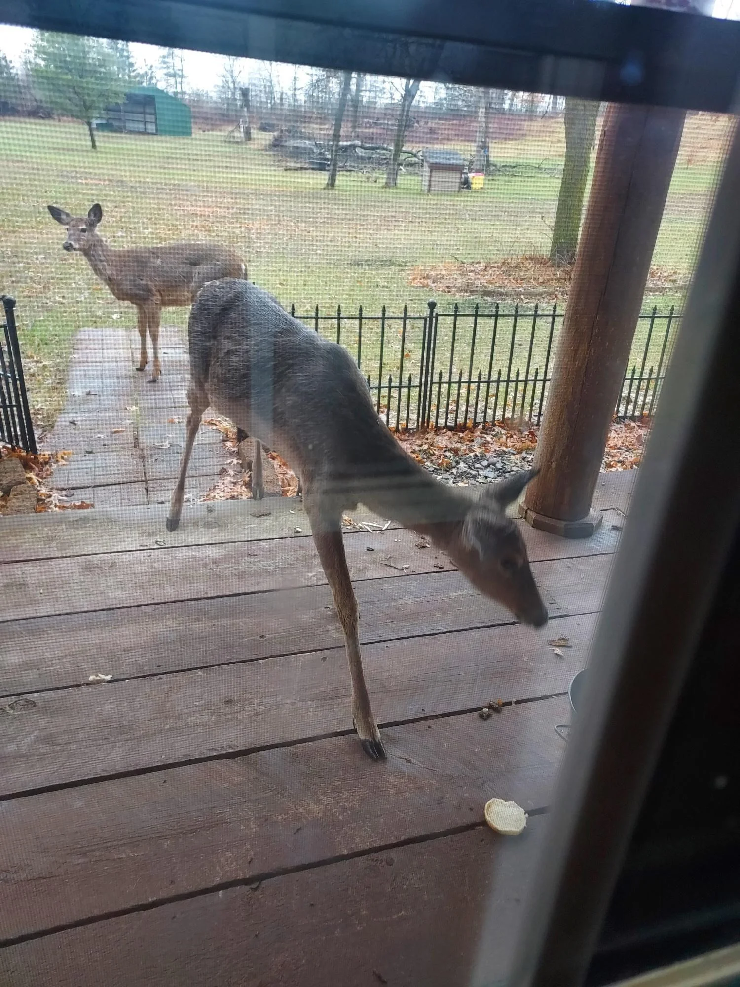 Some of the deer are very friendly if you have a treat