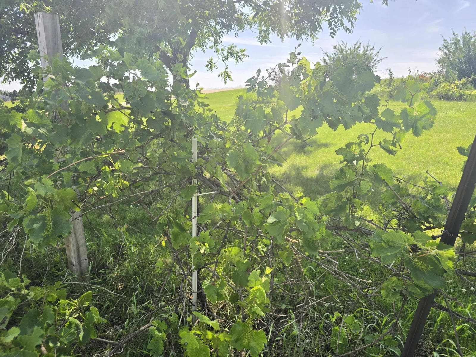 Wine making grapes.JPG