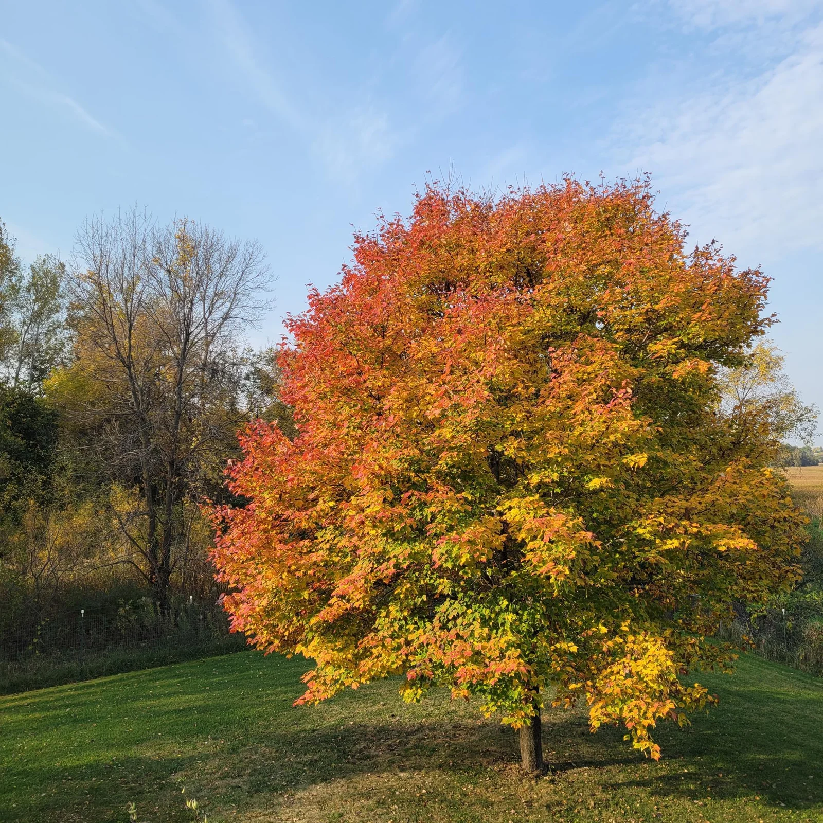 Stunning Maple Tree
