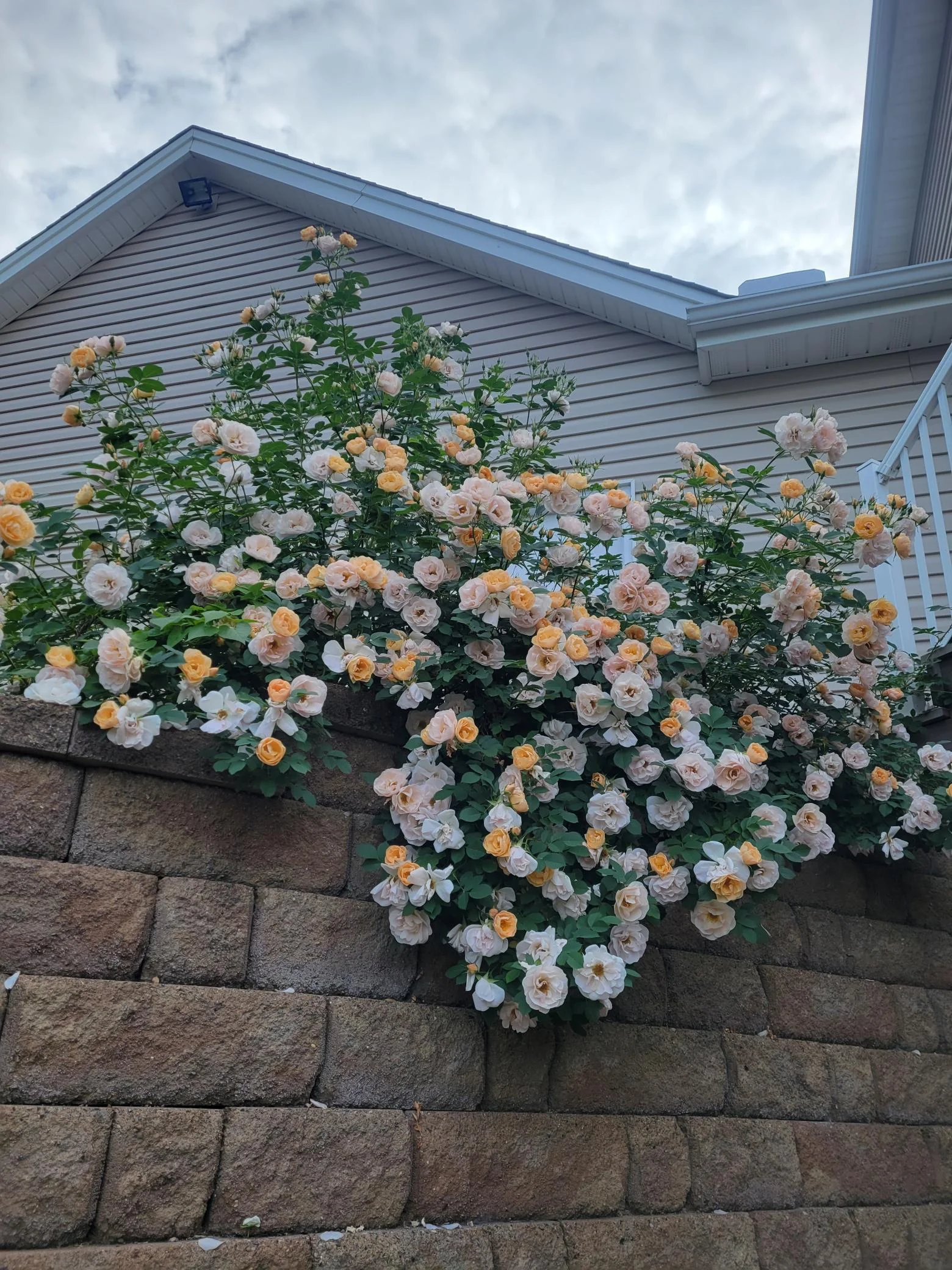 Roses Retaining Wall
