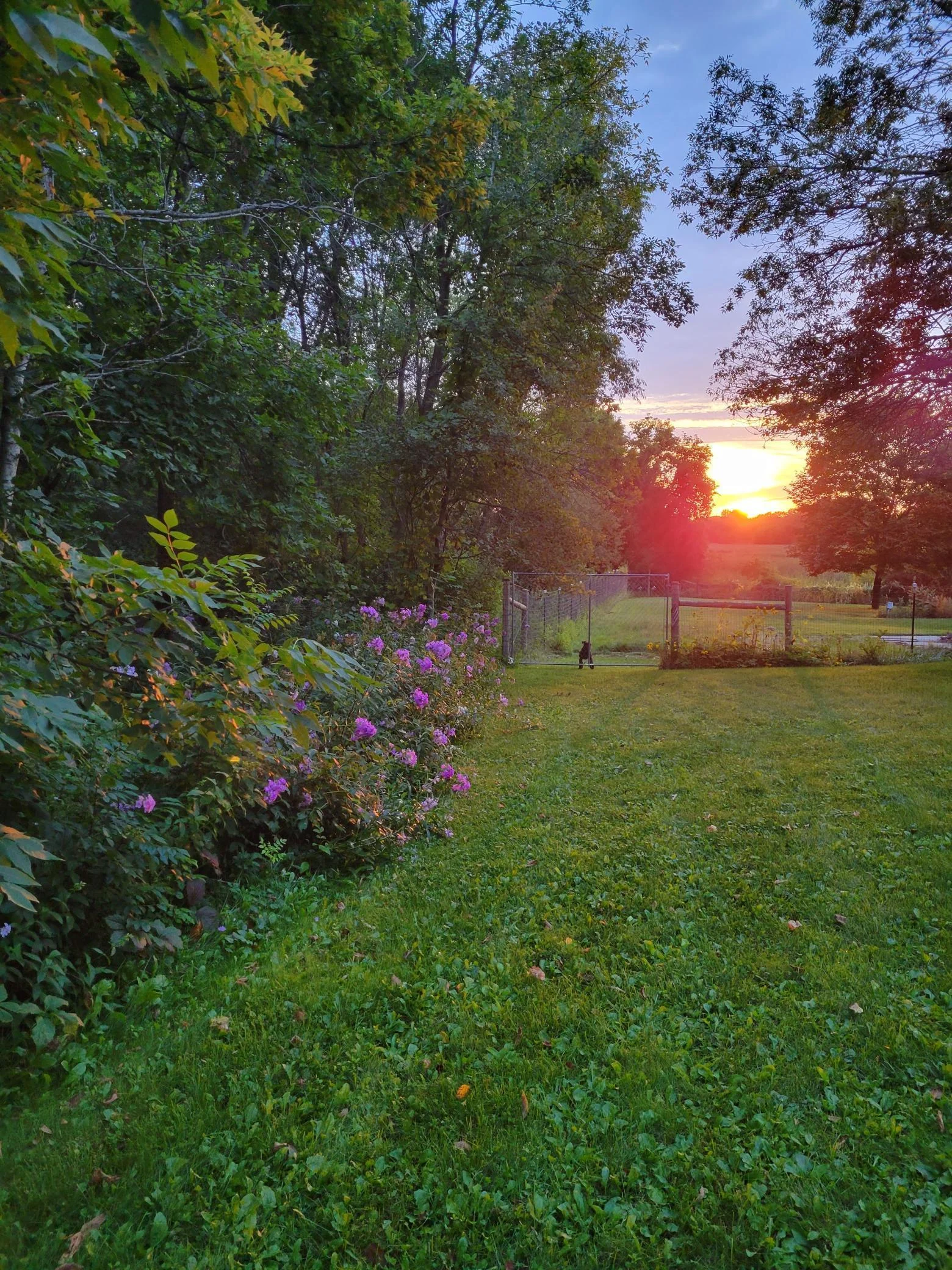 South Side Flower Bed Sunset
