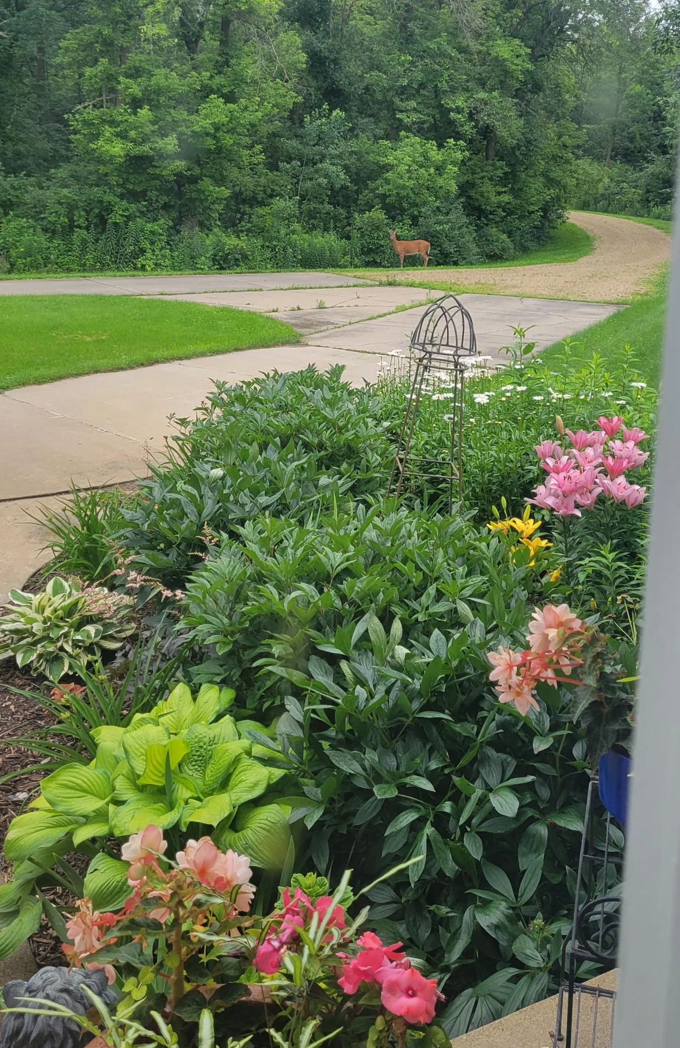 Front yard - deer are frequent visitors!