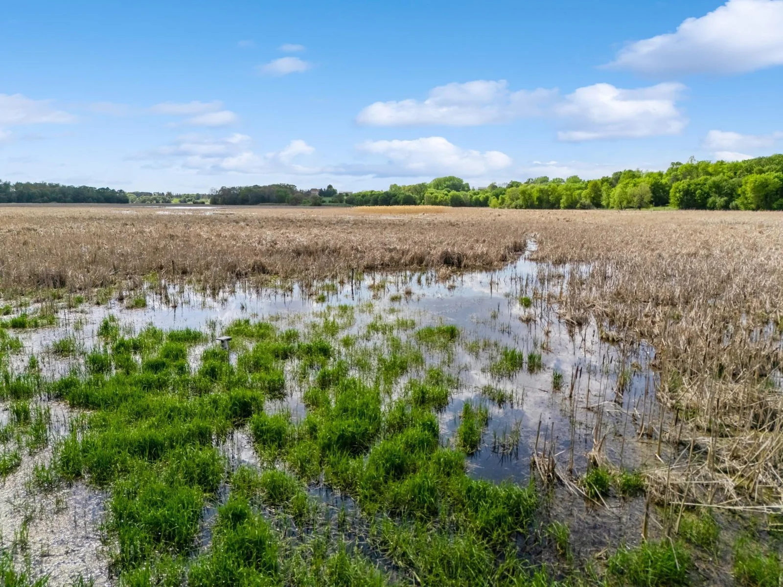 Wildlife filled wetlands with deer, fox, swans, cranes, eagles, and so much more.