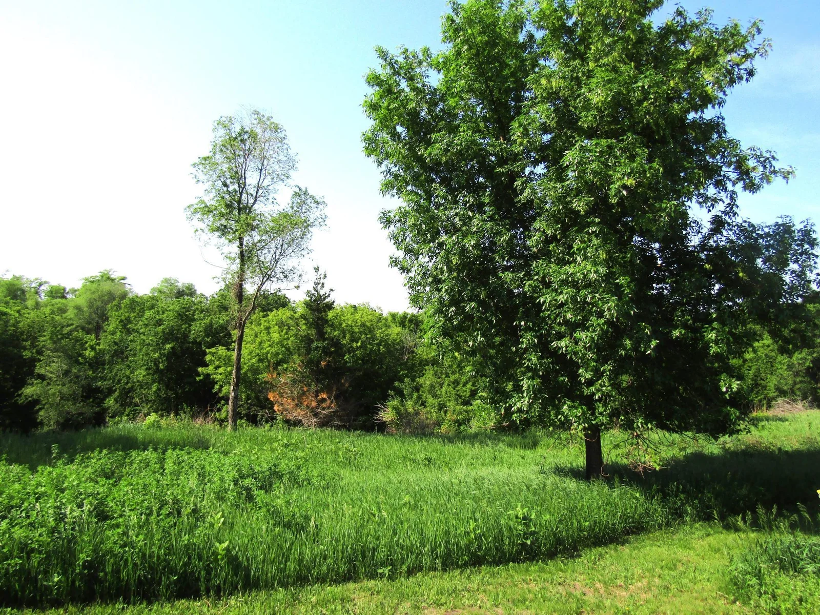 IMG_6395 - Copy.JPG