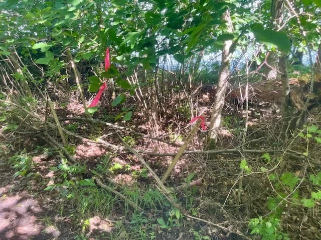 start of shoreline included in property.jpg
