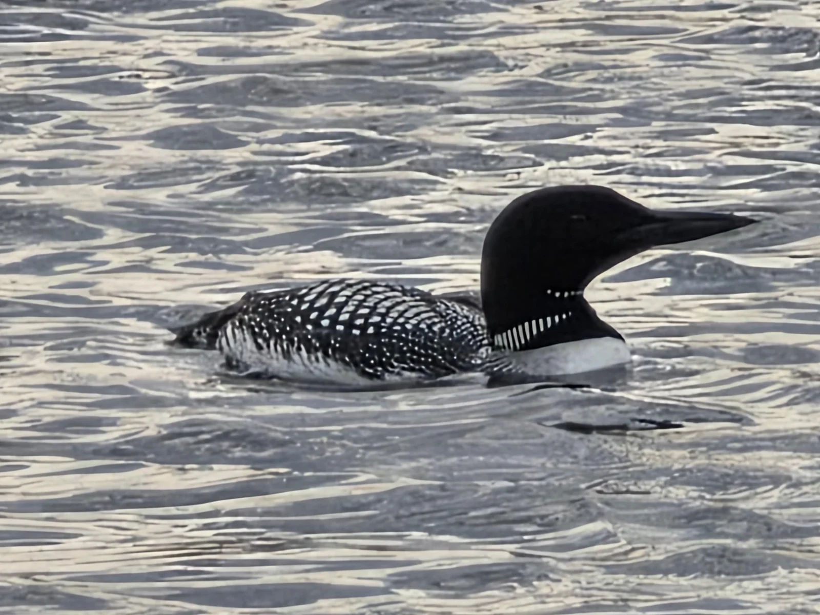 Wildlife and lake life - it's all better at Cokato Lake RV Resort!
