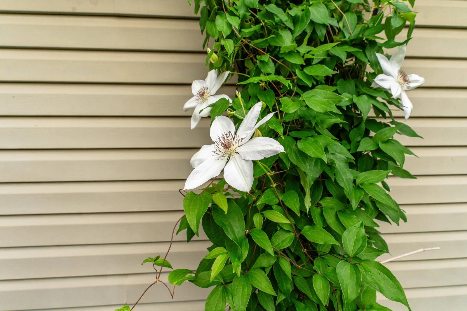 Blooming Climatis