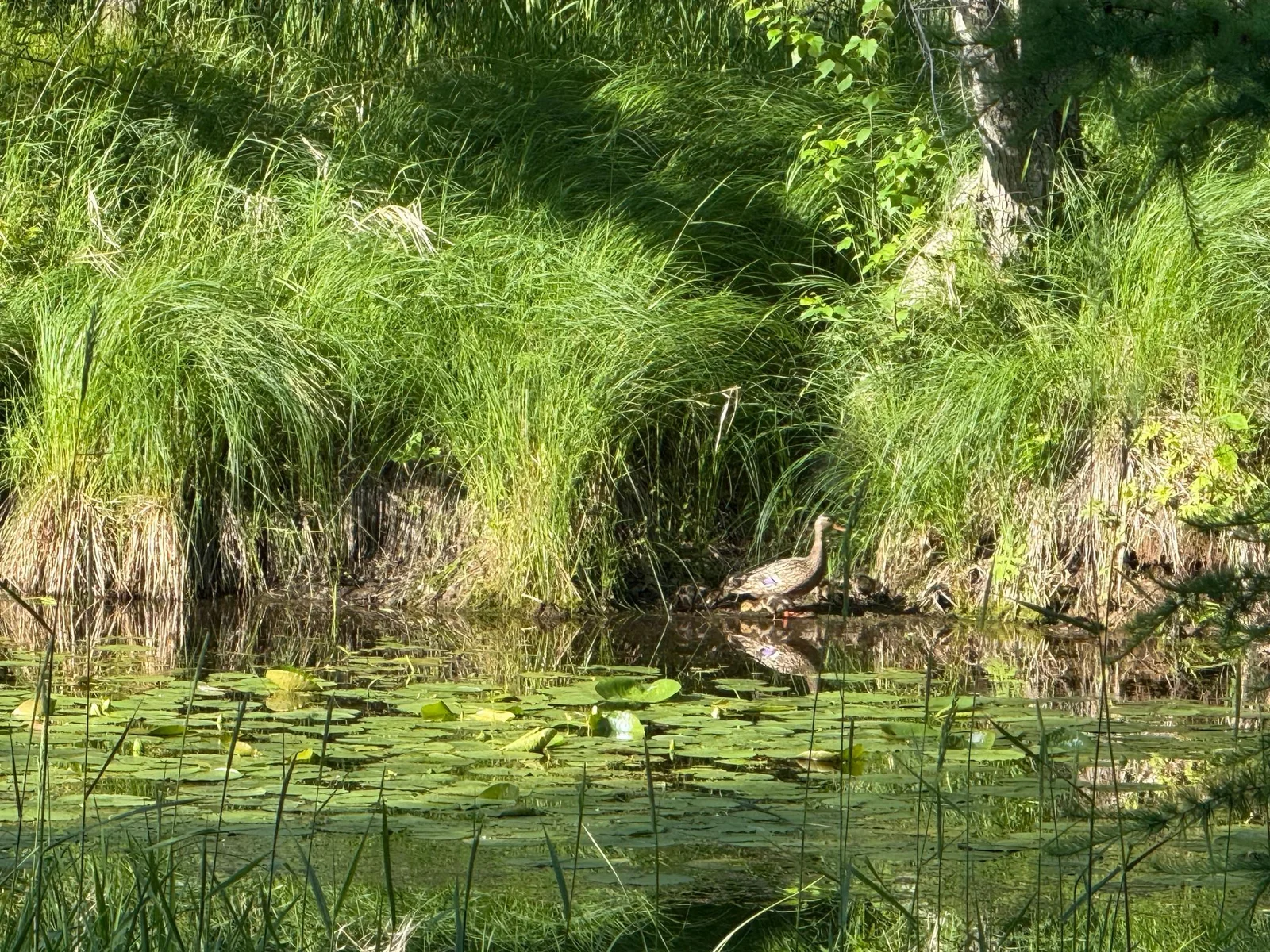 Nature Life