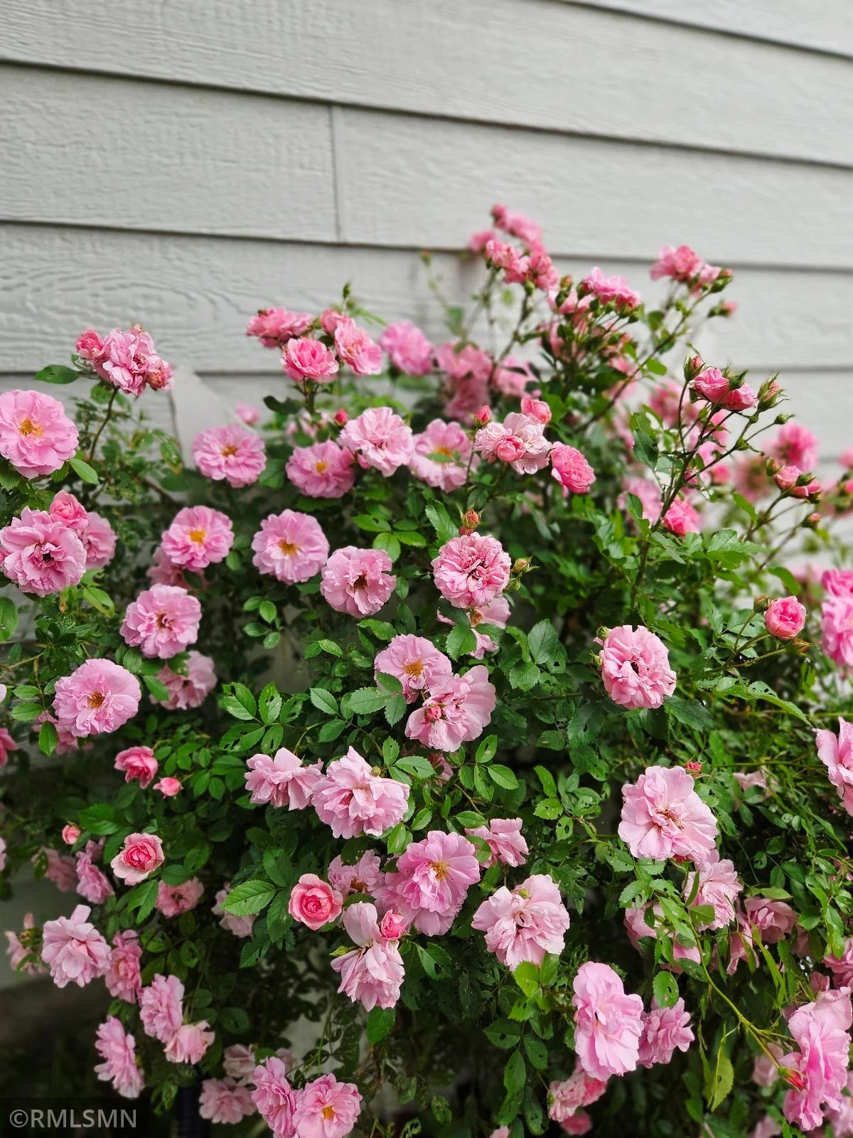 Overflowing rose bush adds a burst of color and fragrance to the backyard.