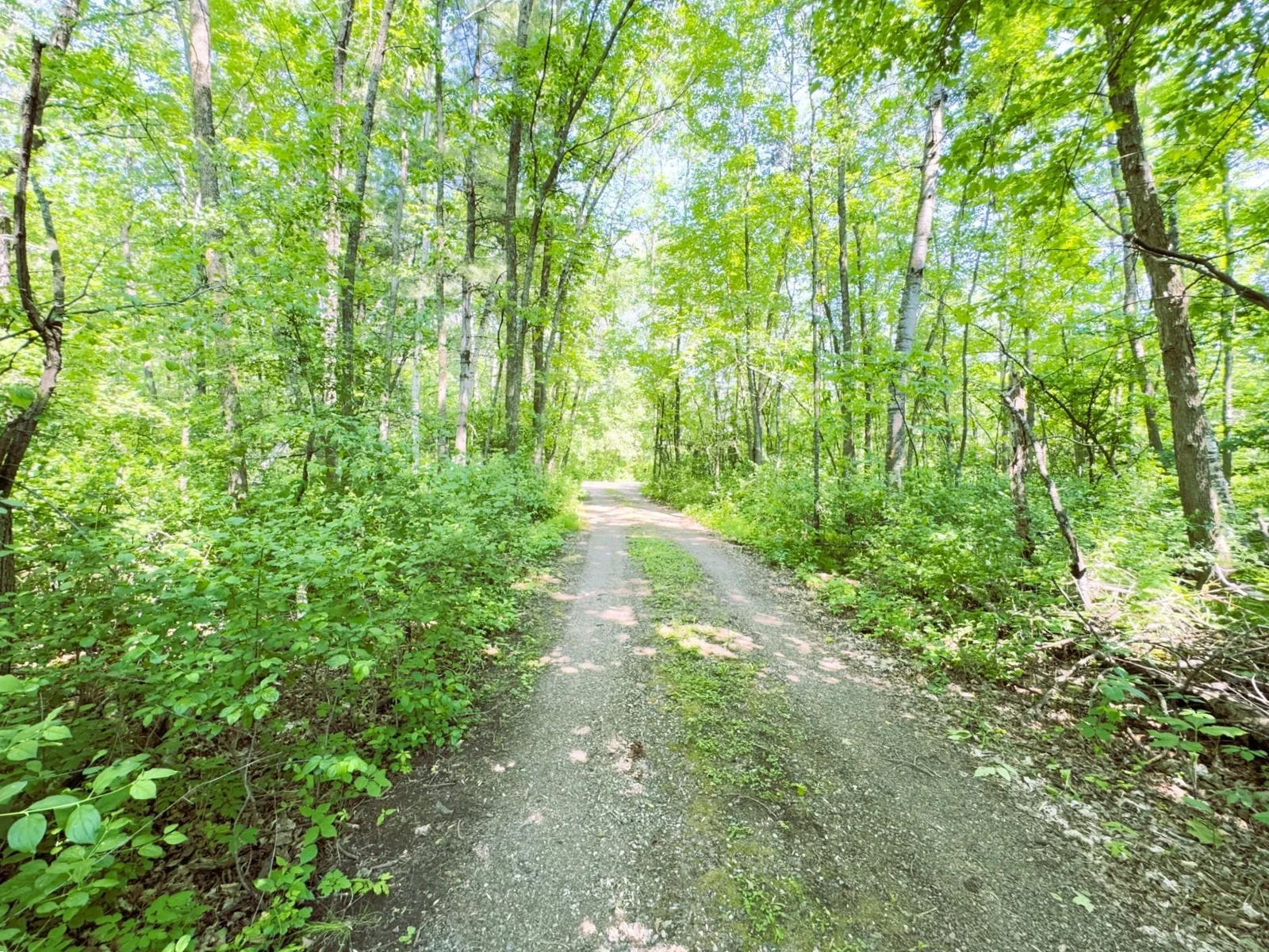 Beautiful wooded driveway from Woodland Beach Ln