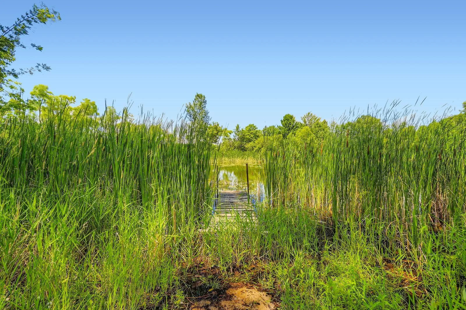 Pond w/Dock