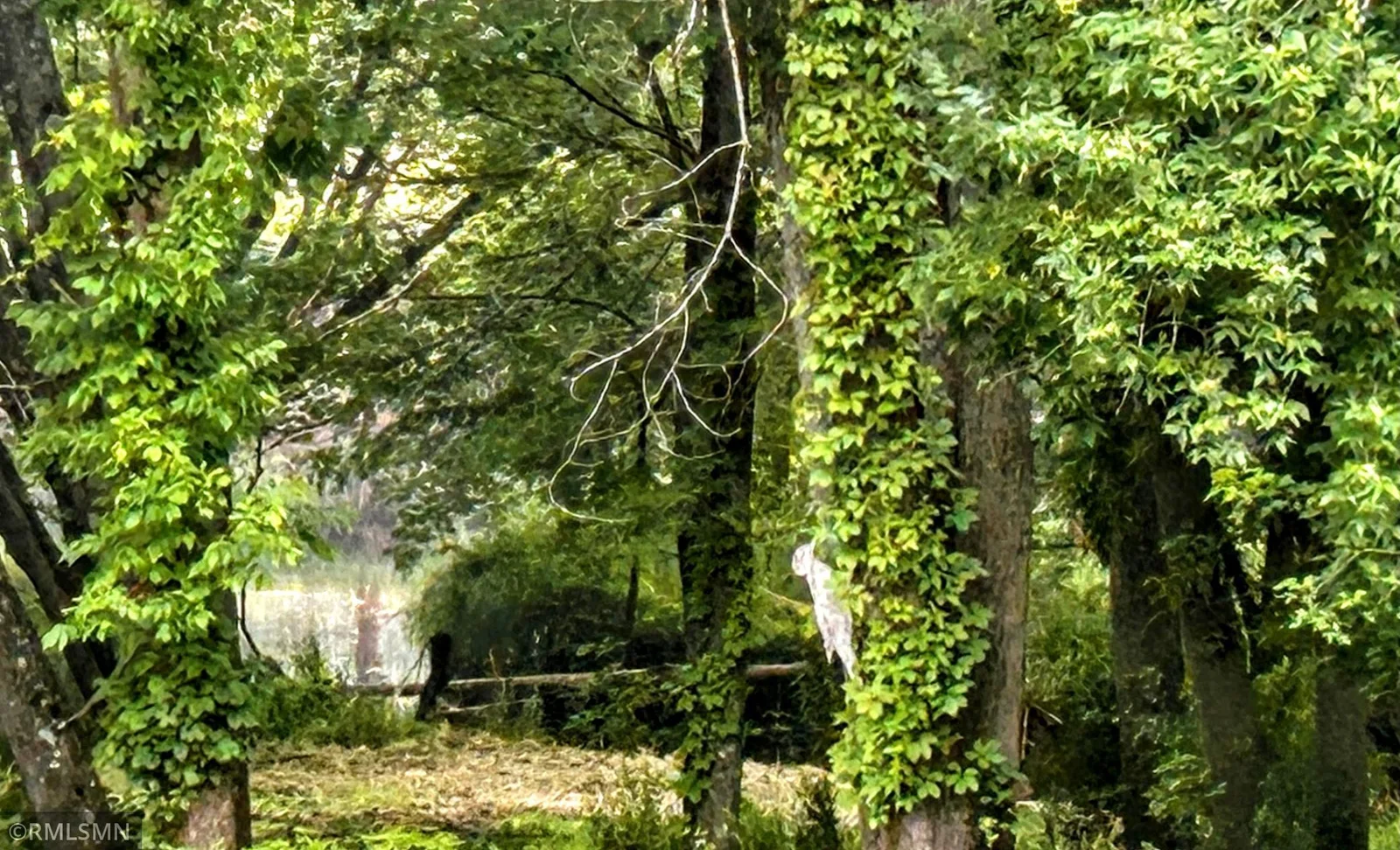 view to the river.jpg