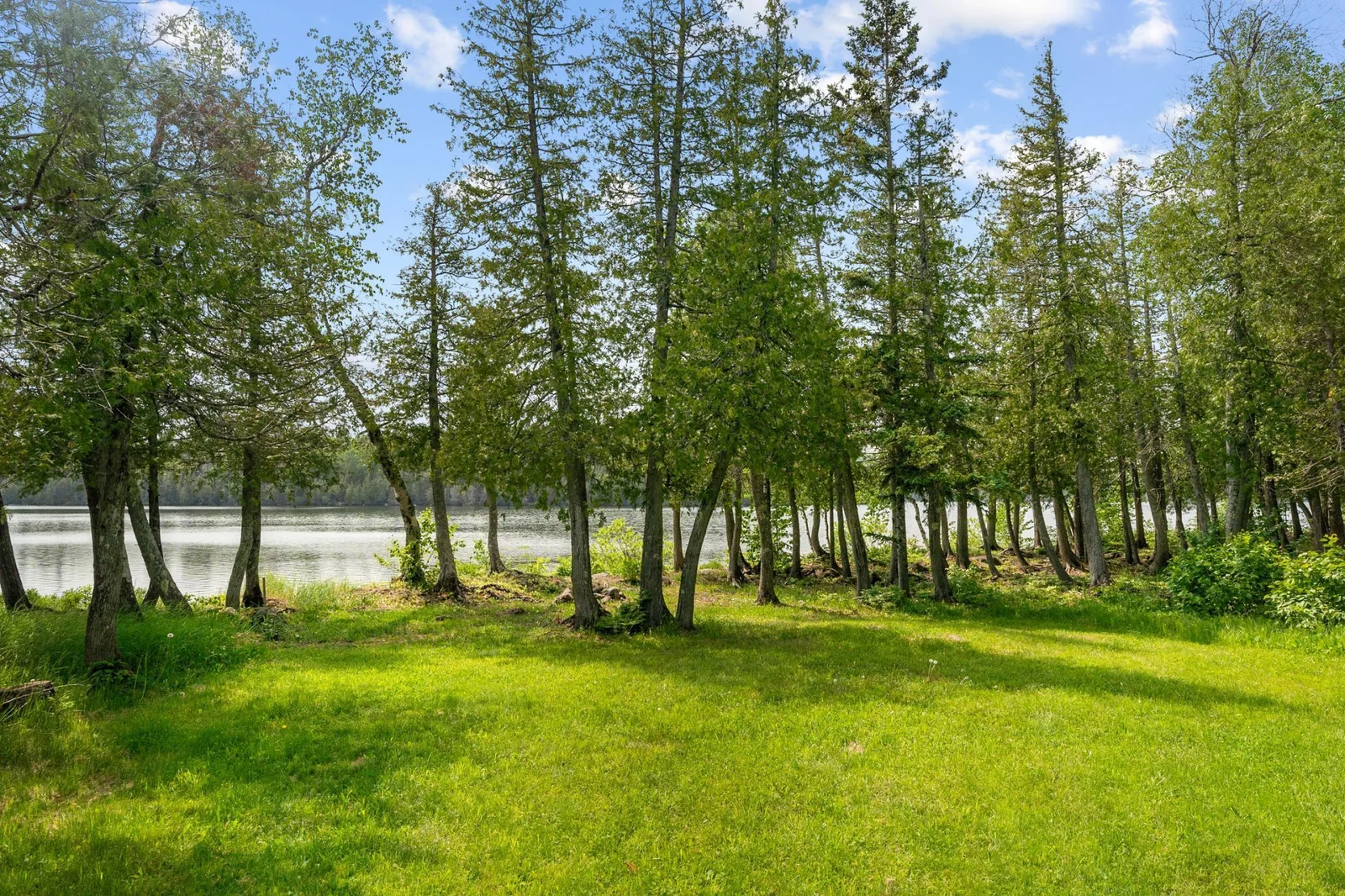 Mature Trees