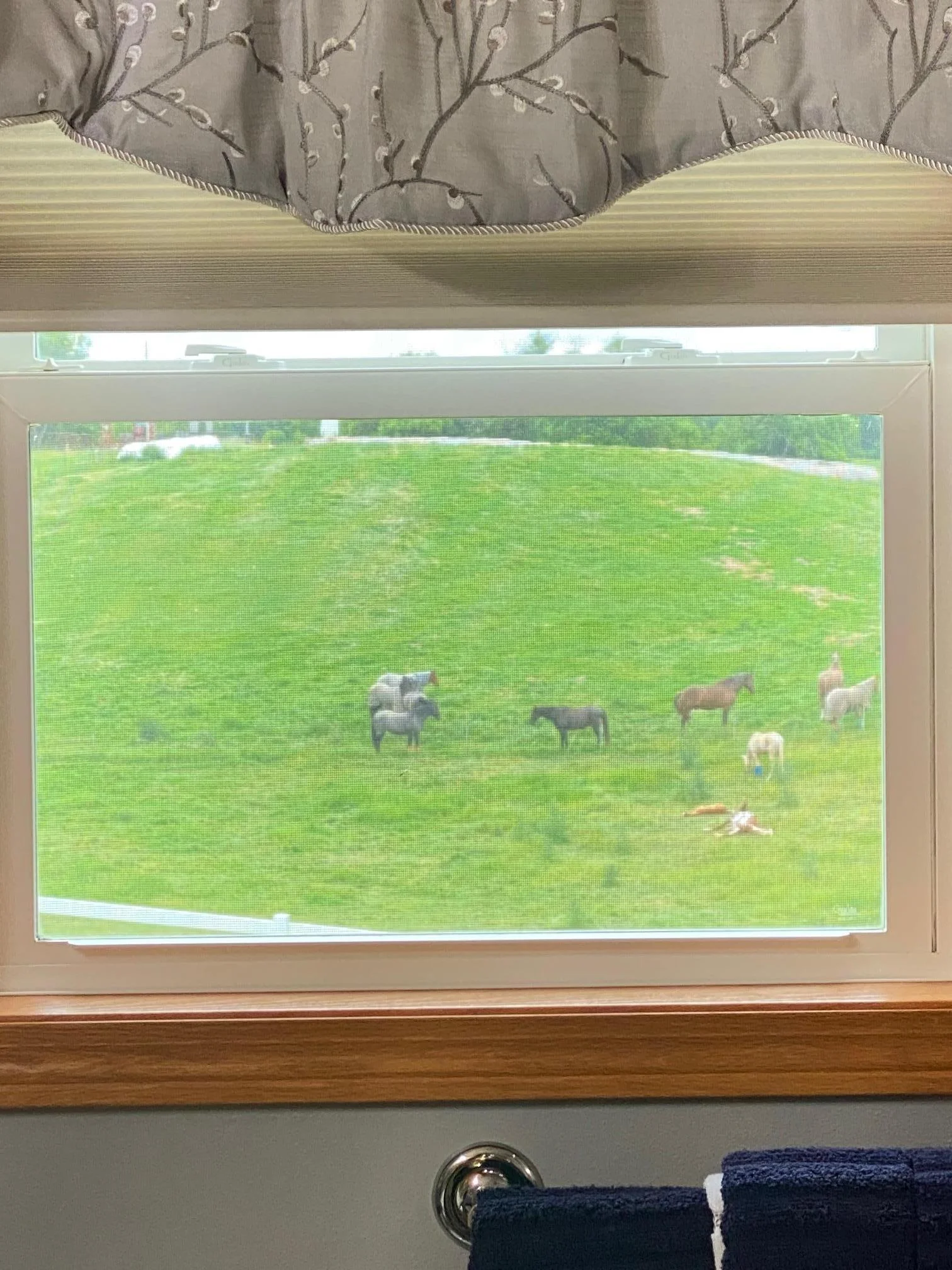 Bath View of Pasture