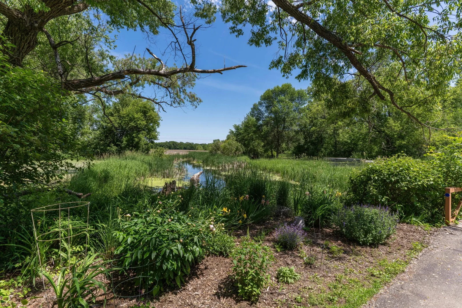 Perennials by the creek.