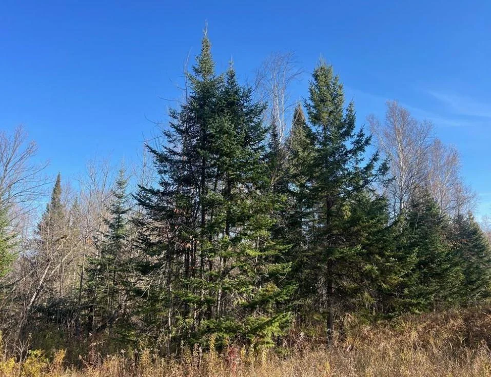 Pines