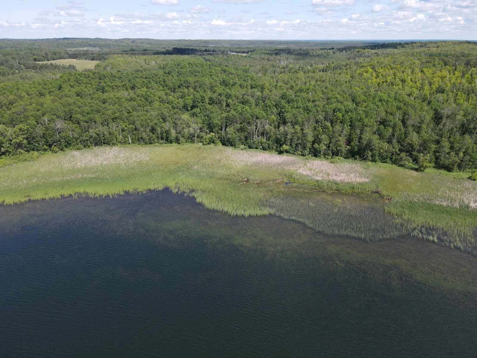 Wooded Lakeshore