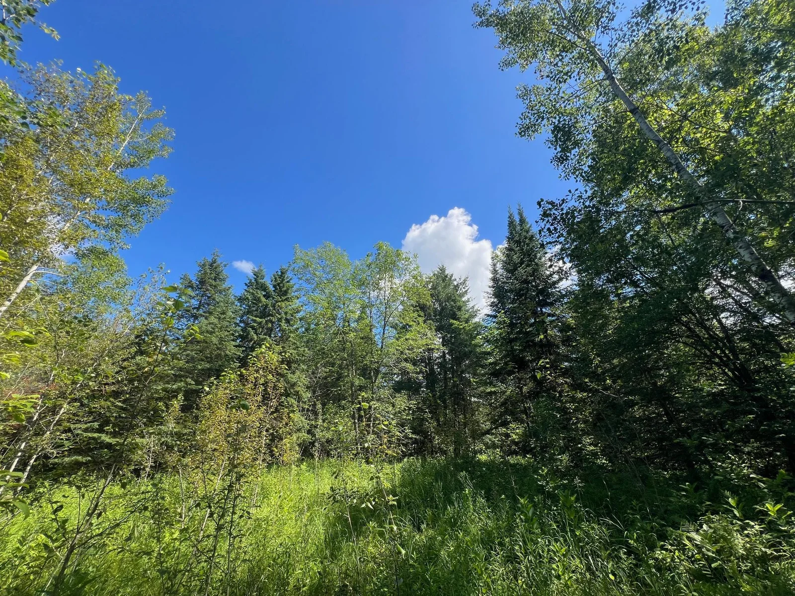 Wooded lot