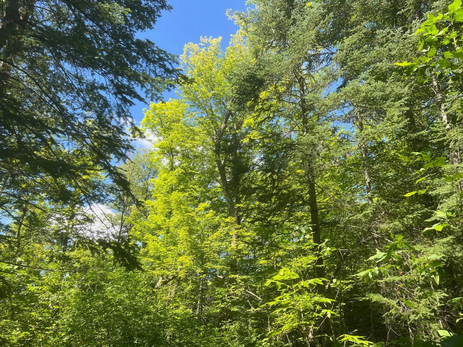 Oaks and Maple