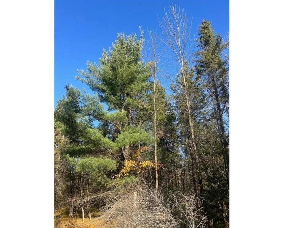 Some big white pines on the property