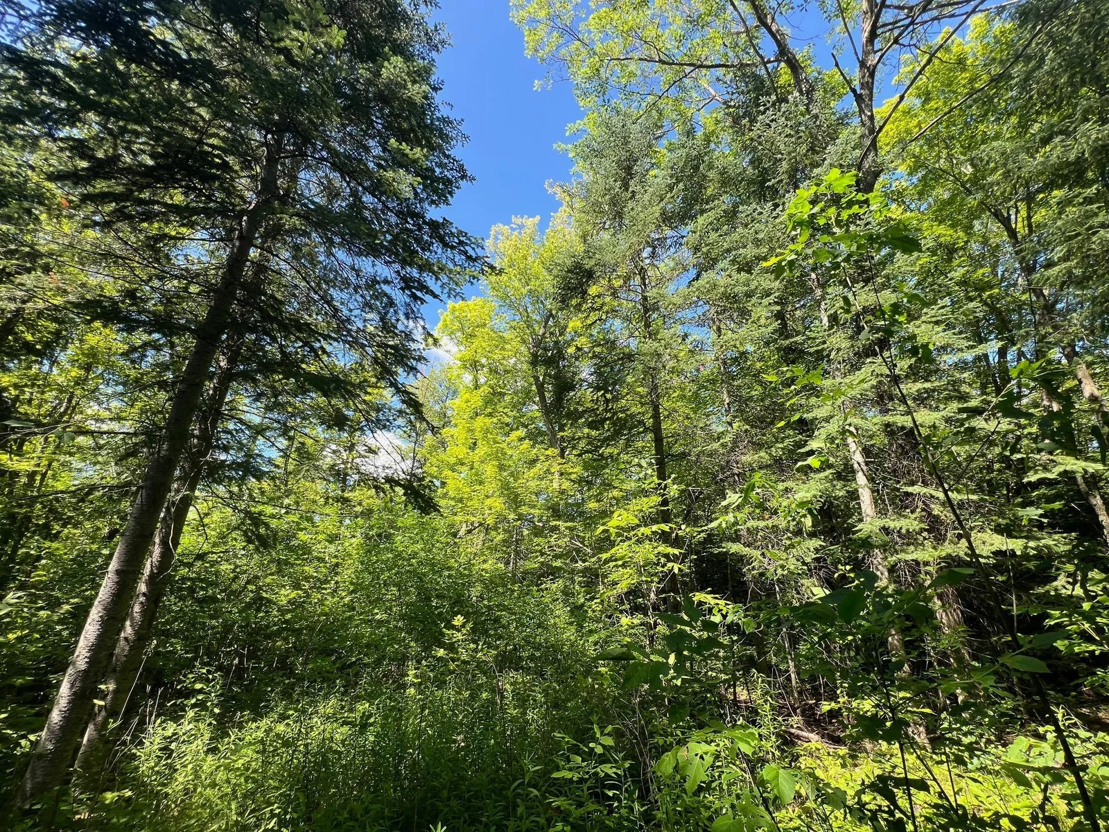 Wooded lot