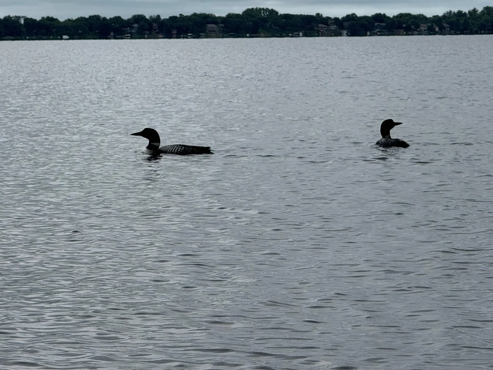 Loons on Green
