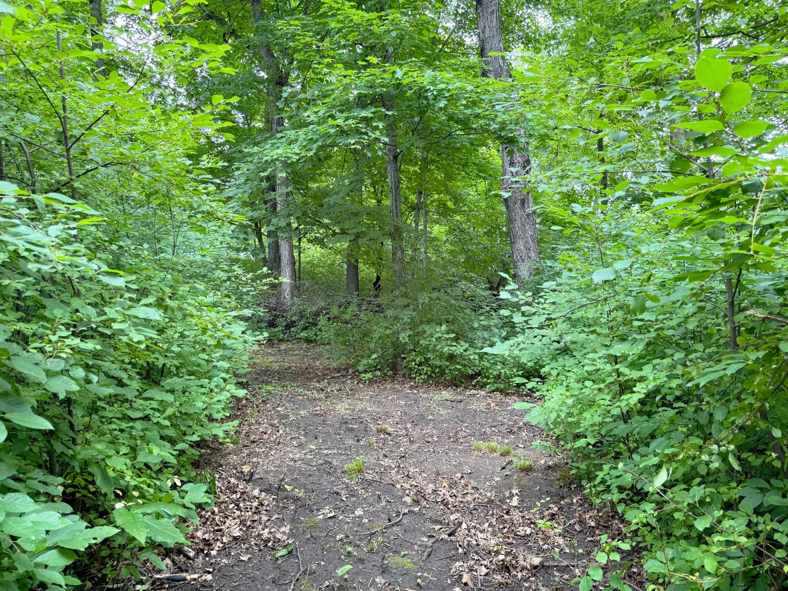 A look at the trail on the property.