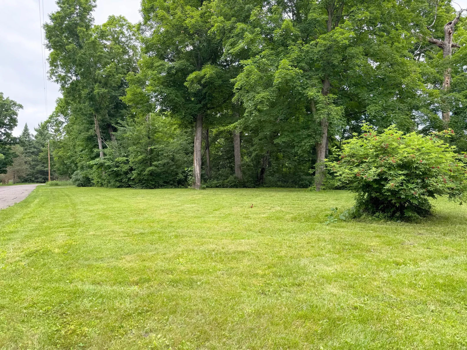 Another shot of the lawn.