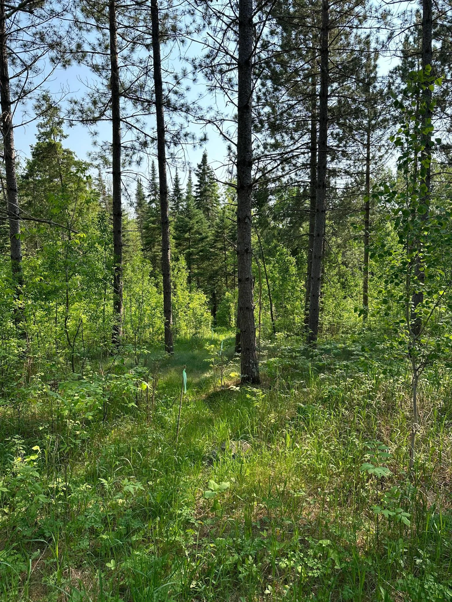 Thumbnail photo 6